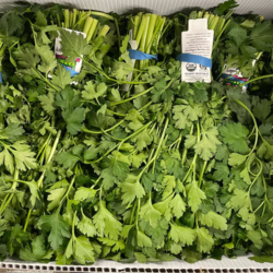 Parsley Plain (60 Bunch x 1 Box)