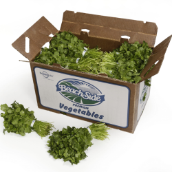 Cilantro (24 Bunch x 1 Box)