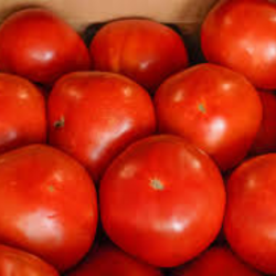 Roma Tomatoes (25 LB x 1 Box)