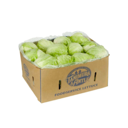 Iceberg Lettuce (30 Pcs x 1 Box)